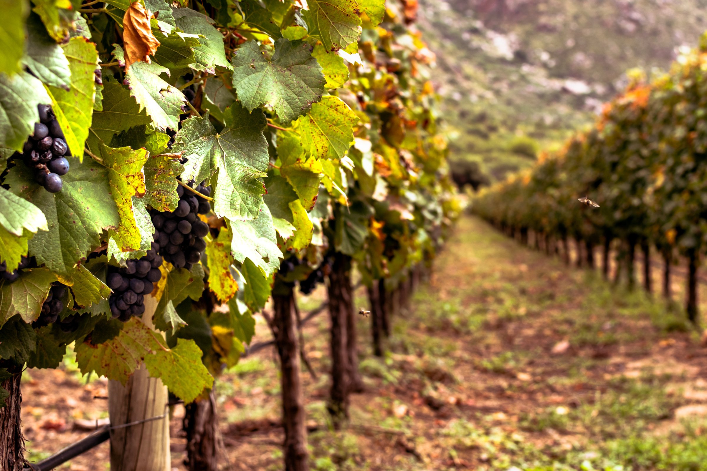 Vineyard in Cafayate